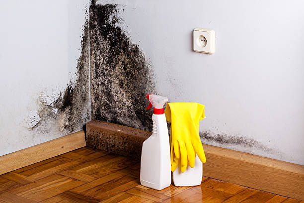 Best Residential Mold Removal  in Mesa Del Caballo, AZ